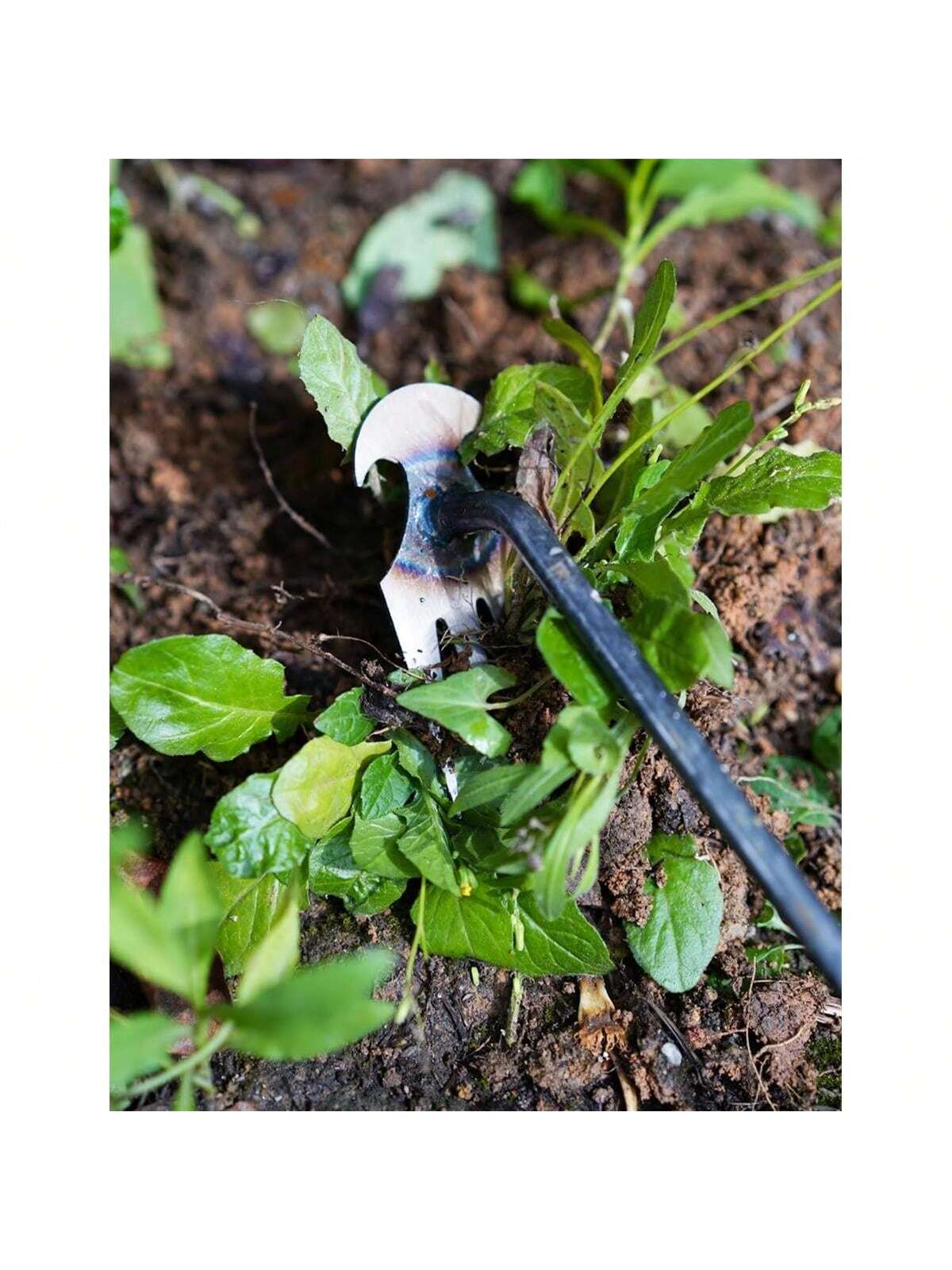 4 Teeths - Multifunctional Han - Gardening Tools Hand 评论和价格