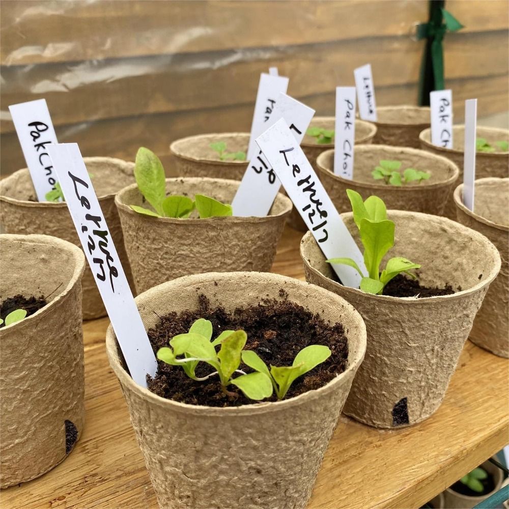 50PCS Biodegradable Plant Star - Seed Starter Trays 评论和价格